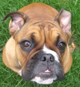 About English Bulldogs