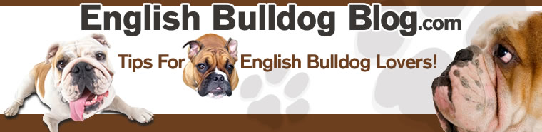 English Bulldog Blog