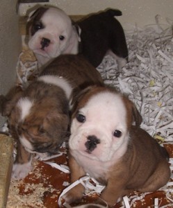 English Bulldog Puppies