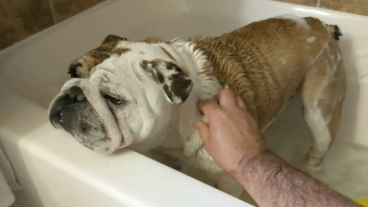 English bulldog bath