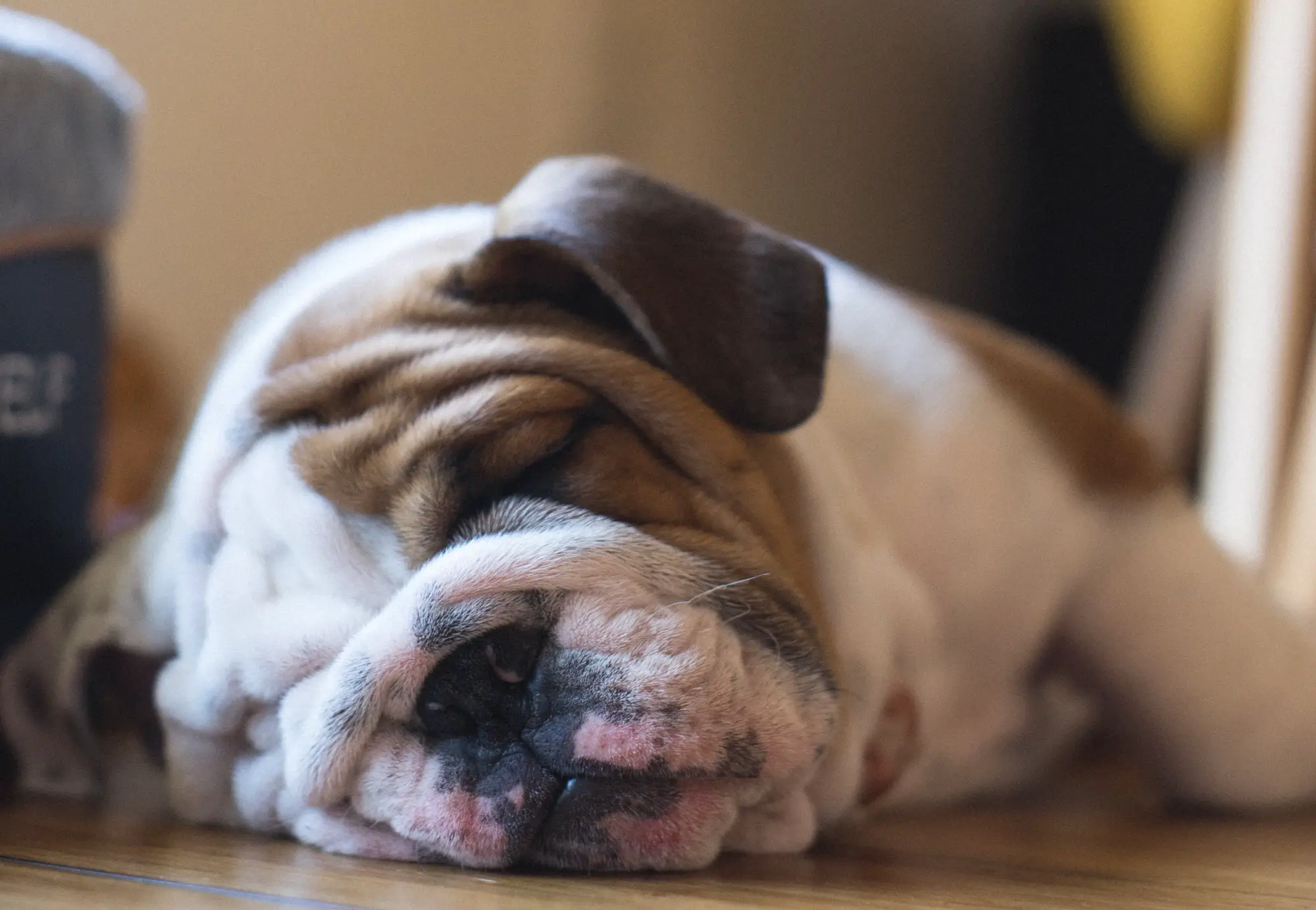 english bulldog sleeping floor