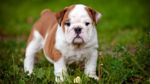 English bulldog puppy