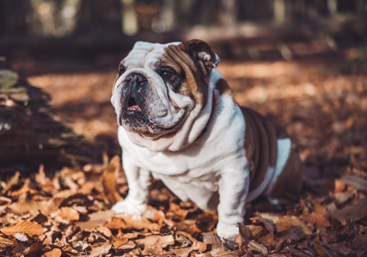 The 7 Best Harnesses For Bulldogs | English Bulldog Blog