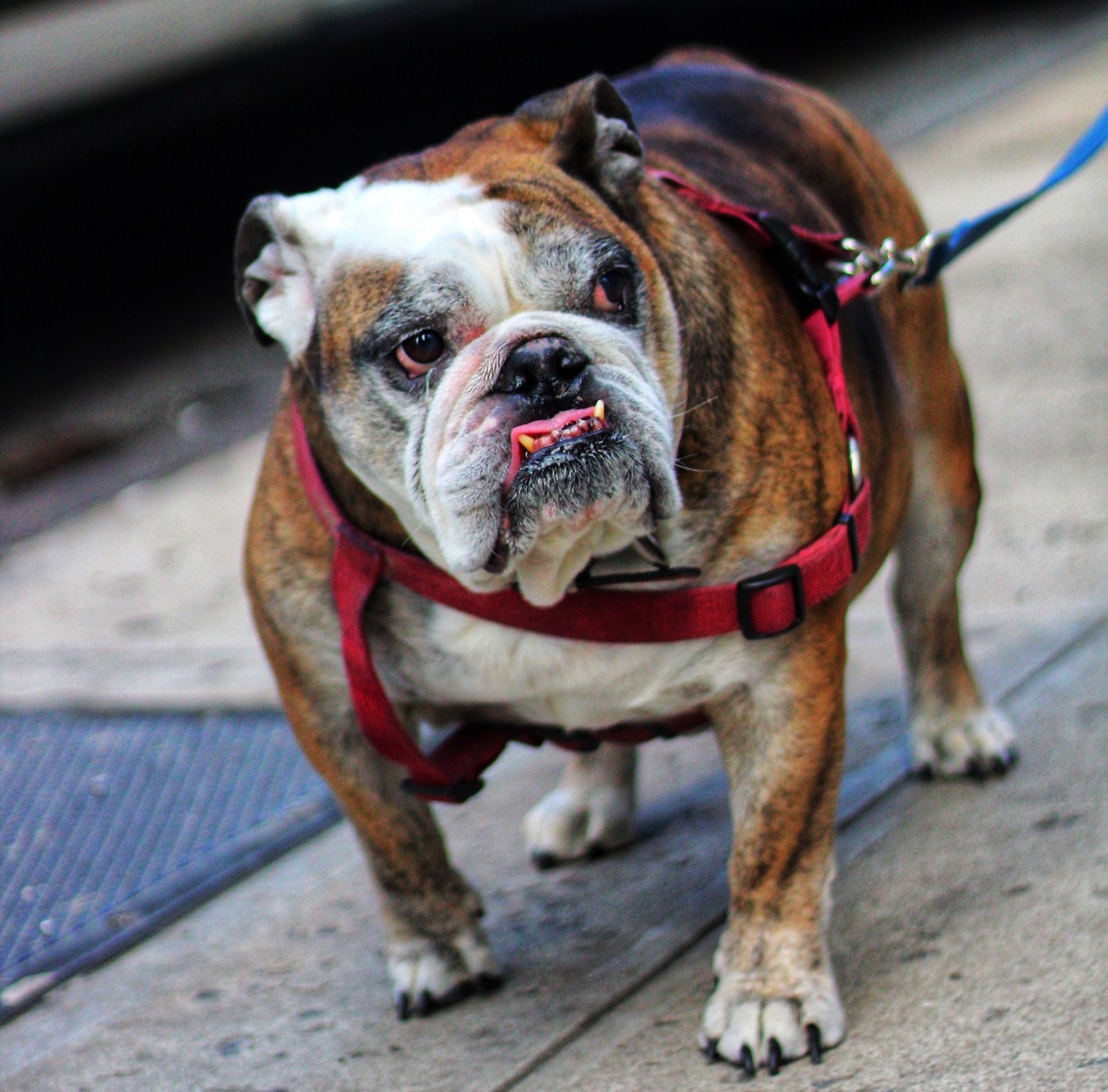 The 7 Best Harnesses For Bulldogs | English Bulldog Blog