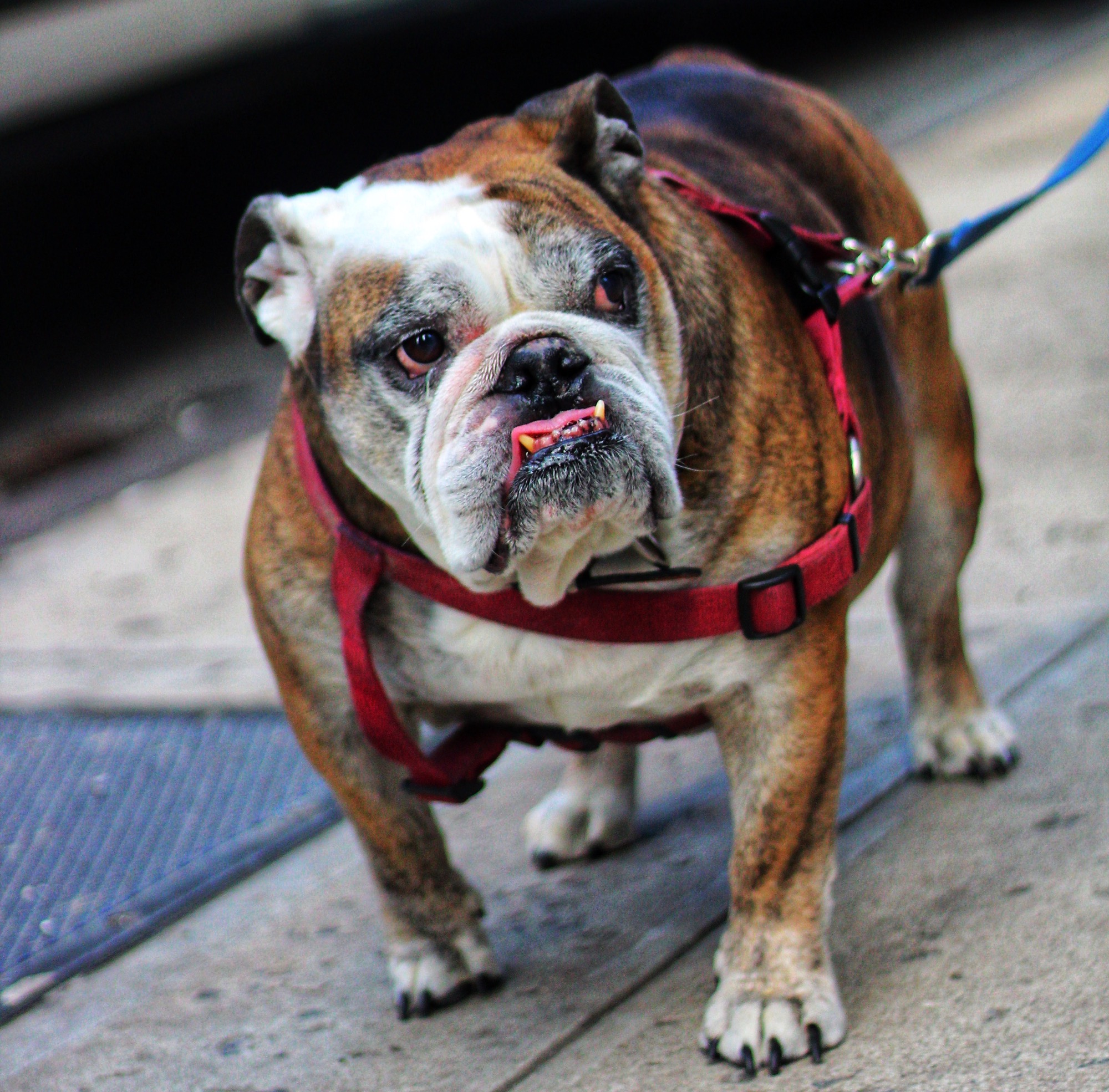 The 7 Best Harnesses For Bulldogs